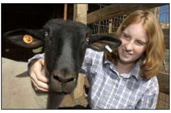 4-H Animals