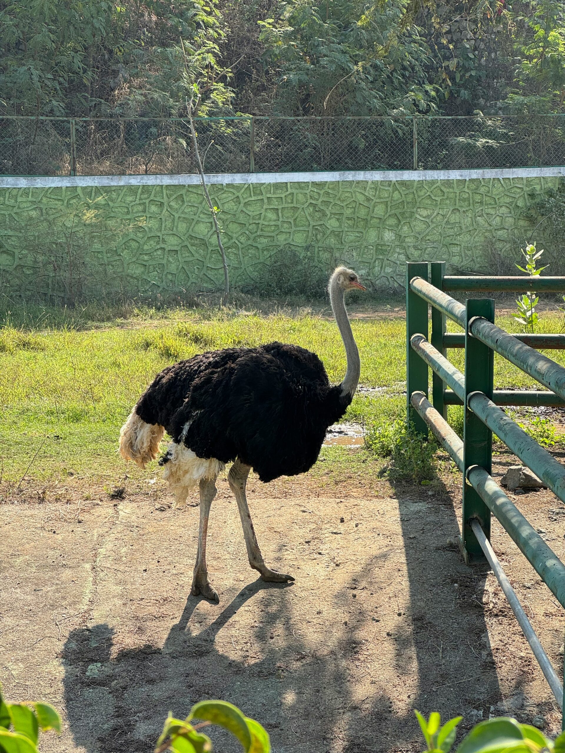 Ostriches